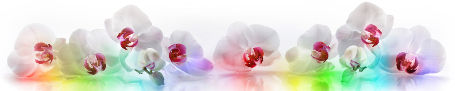 Küchenrückwand Weiße Orchideen