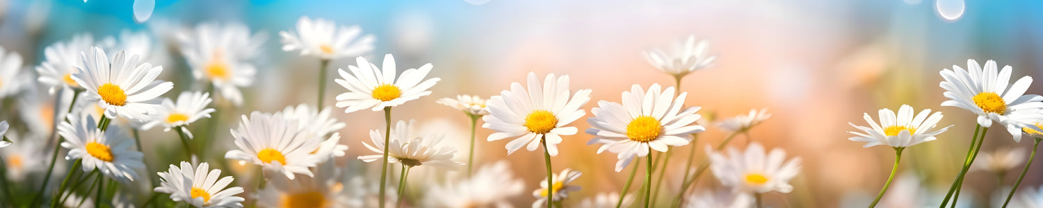 Küchenrückwand Gänseblümchen im Sonnenlicht