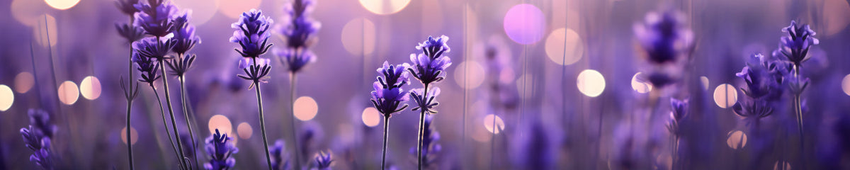 Küchenrückwand Lavendelblüten im Abendlicht
