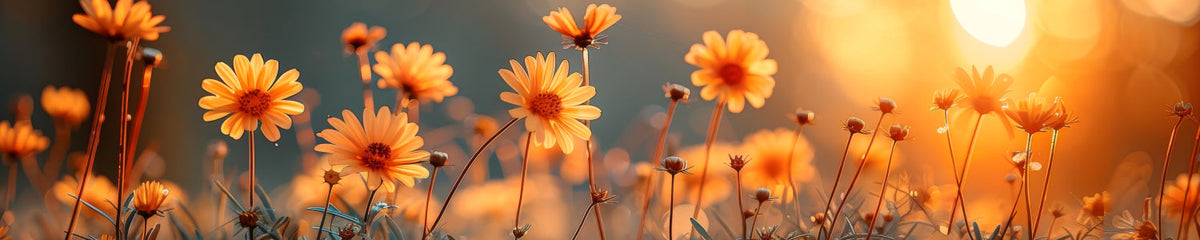 Küchenrückwand Sommerblumen