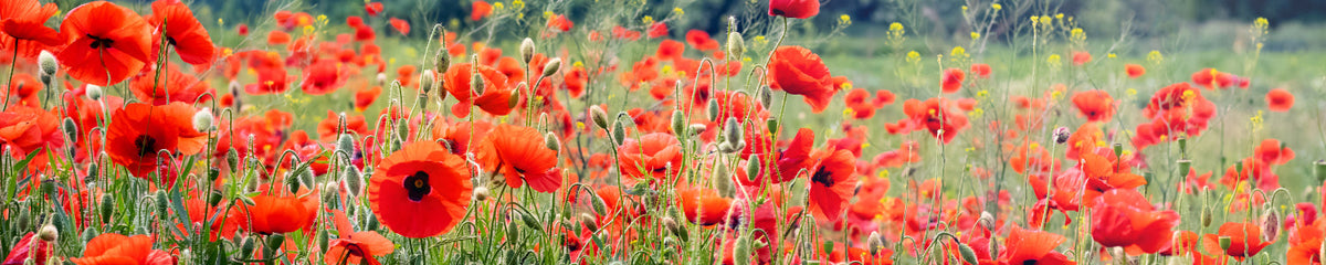 Küchenrückwand Rote Mohnblumenwiese