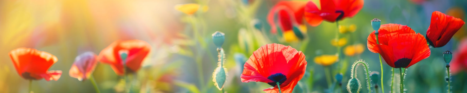Küchenrückwand Mohnblumen im Sonnenlicht