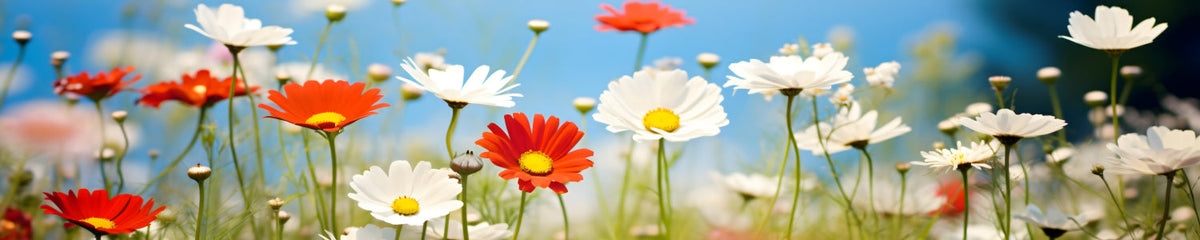 Küchenrückwand Margeriten und Gänseblümchen