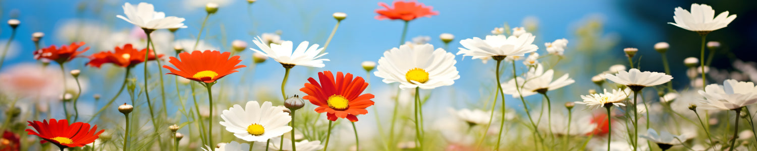 Küchenrückwand Margeriten und Gänseblümchen
