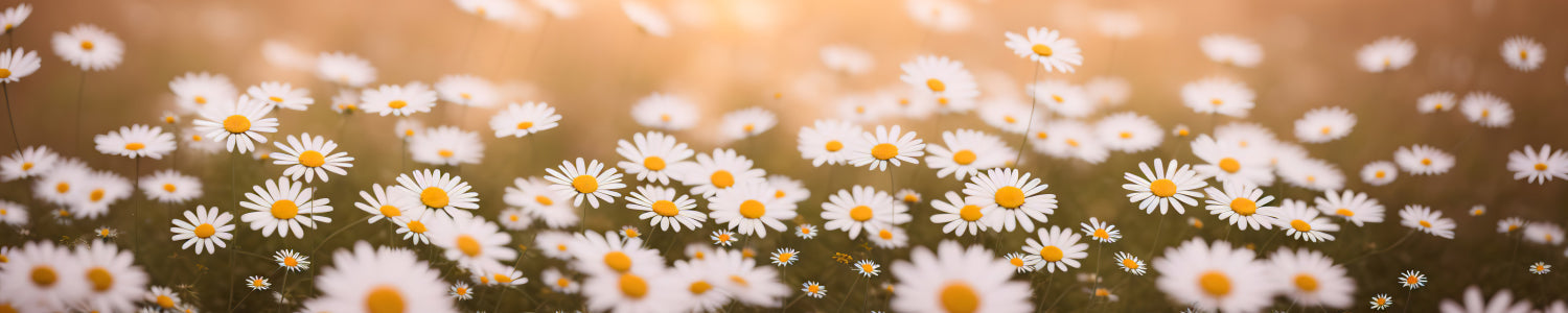 Küchenrückwand Gänseblümchenwiese