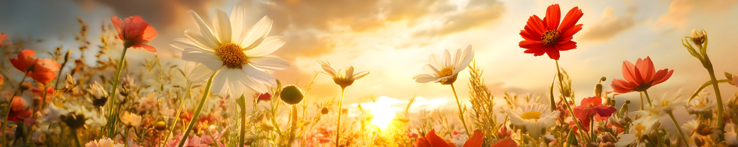 Küchenrückwand Blumenwiese im Sonnenuntergang