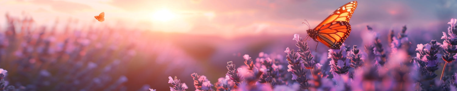 Küchenrückwand Lavendel mit Schmetterling