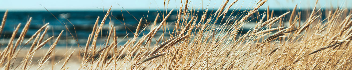 Küchenrückwand Dünengras am Meer
