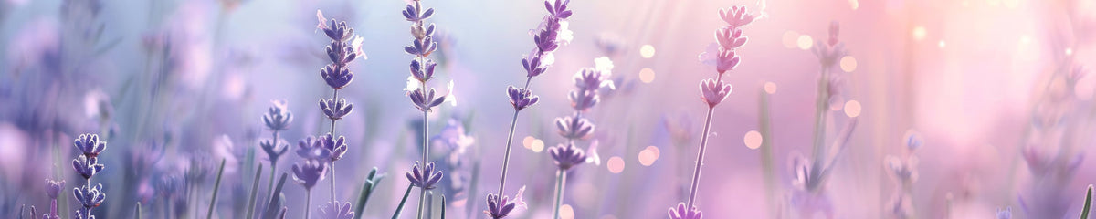 Küchenrückwand Blumenmotiv Lavendel