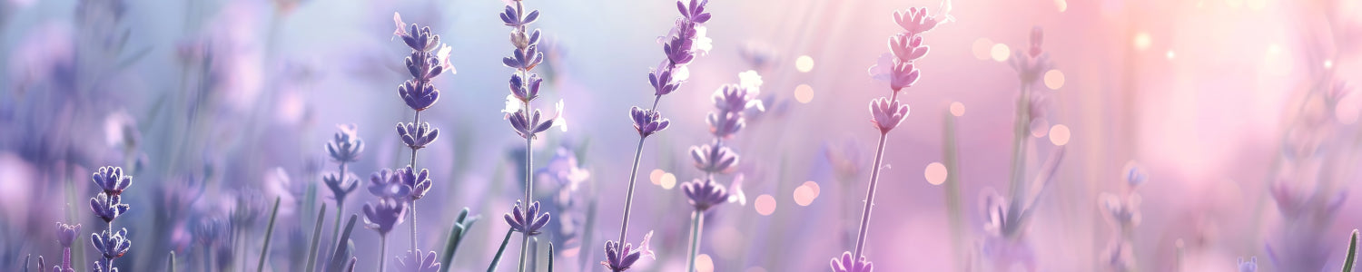 Küchenrückwand Blumenmotiv Lavendel