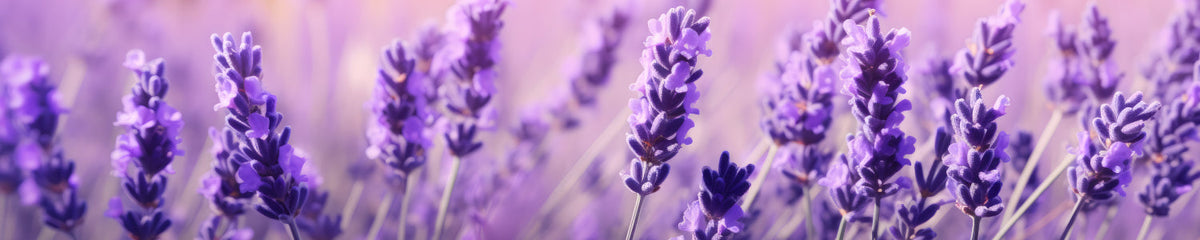 Küchenrückwand Lavendelfeld