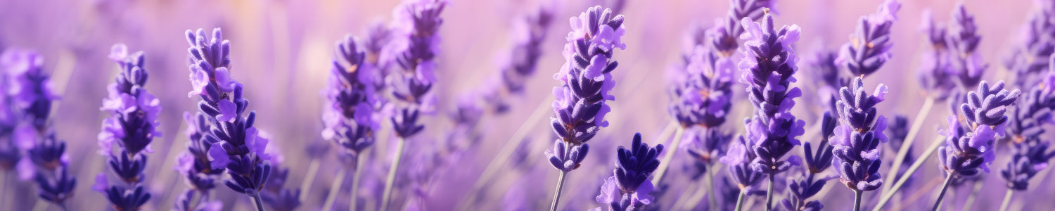 Küchenrückwand Lavendelfeld