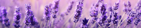 Küchenrückwand Lavendelfeld