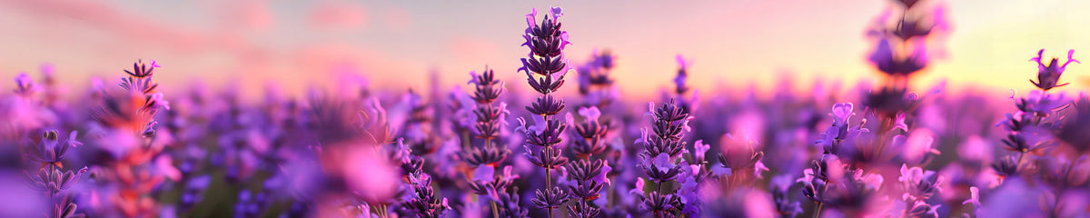 Küchenrückwand Lavendel im Sonnenuntergang