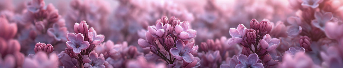 Küchenrückwand Fliederblüten Romantik