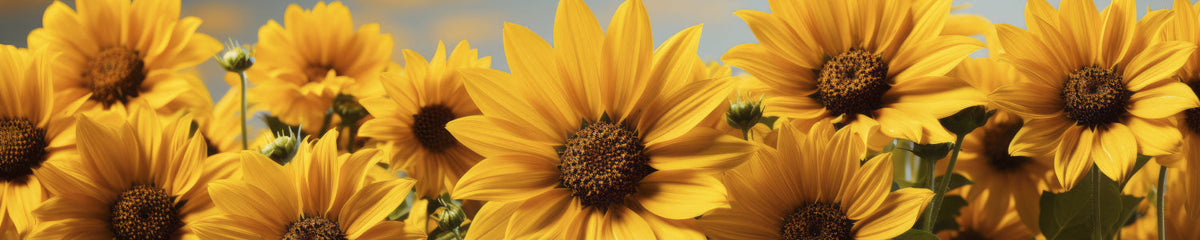 Küchenrückwand Sonnenblumenfeld