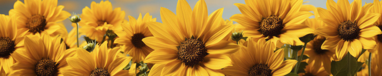 Küchenrückwand Sonnenblumenfeld