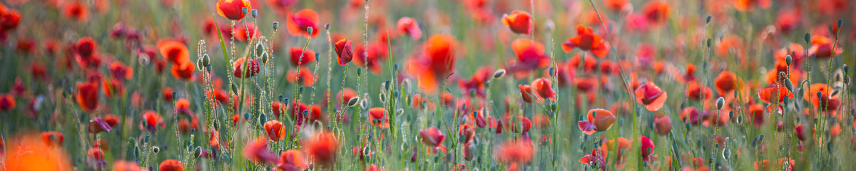 Küchenrückwand Rotes Mohnfeld