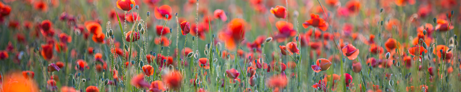 Küchenrückwand Rotes Mohnfeld