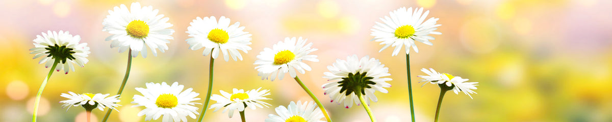 Küchenrückwand Gänseblümchen