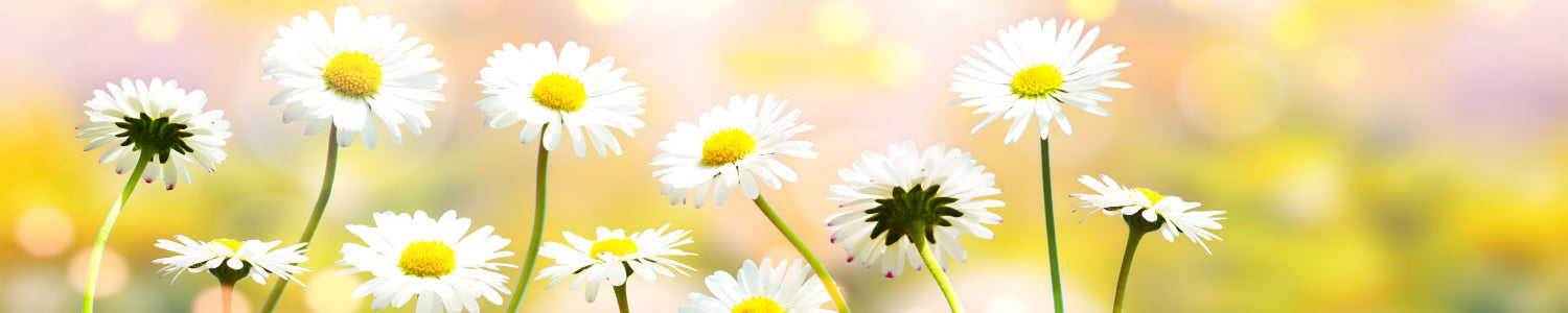 Küchenrückwand Gänseblümchen