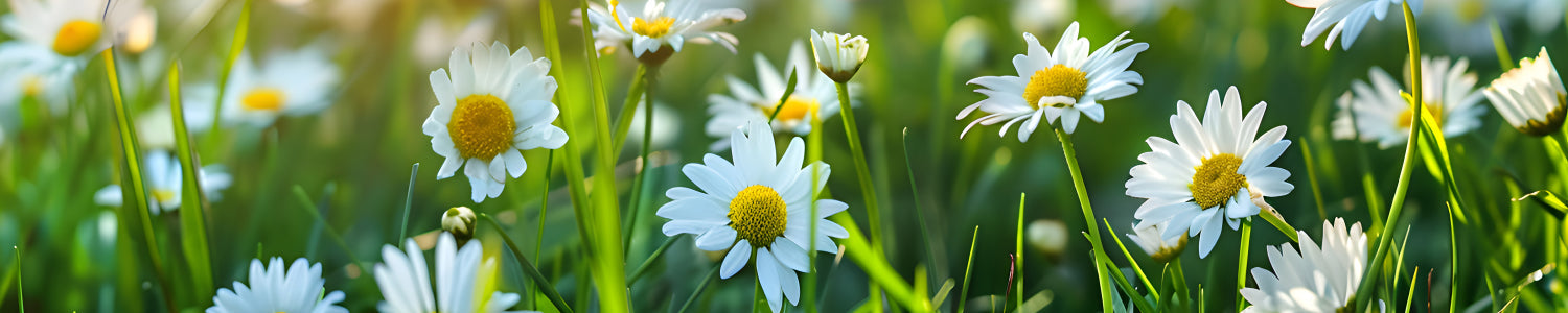 Küchenrückwand Frisches Gemüse und Kräuter