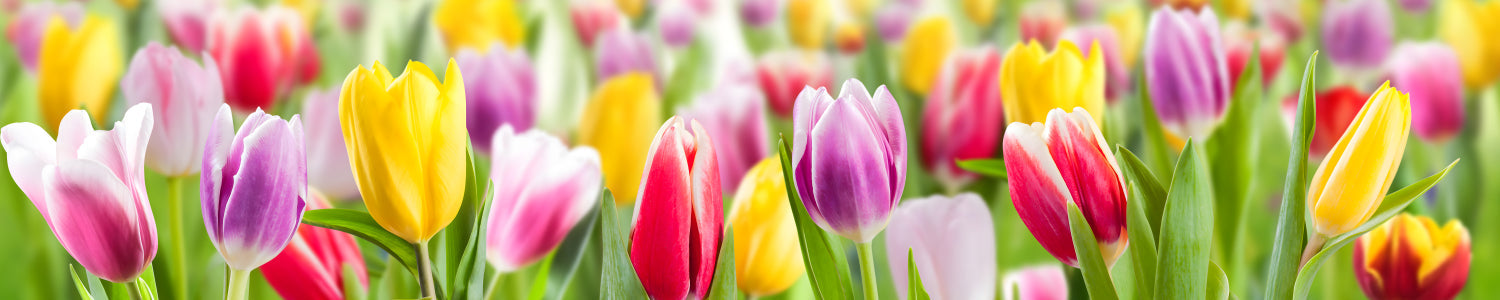 Küchenrückwand Bunte Tulpenwiese