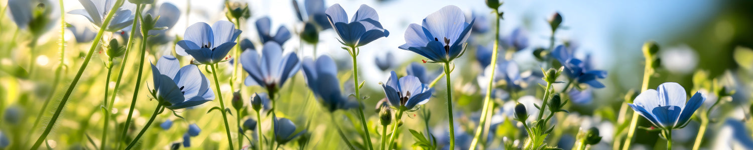 Küchenrückwand Blaue Blumenwiese