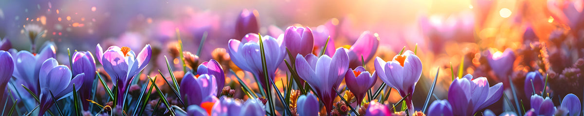 Küchenrückwand Lila Blumen im Sonnenlicht