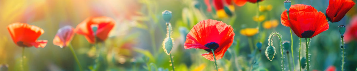 Küchenrückwand Mohnblumen im Sonnenlicht