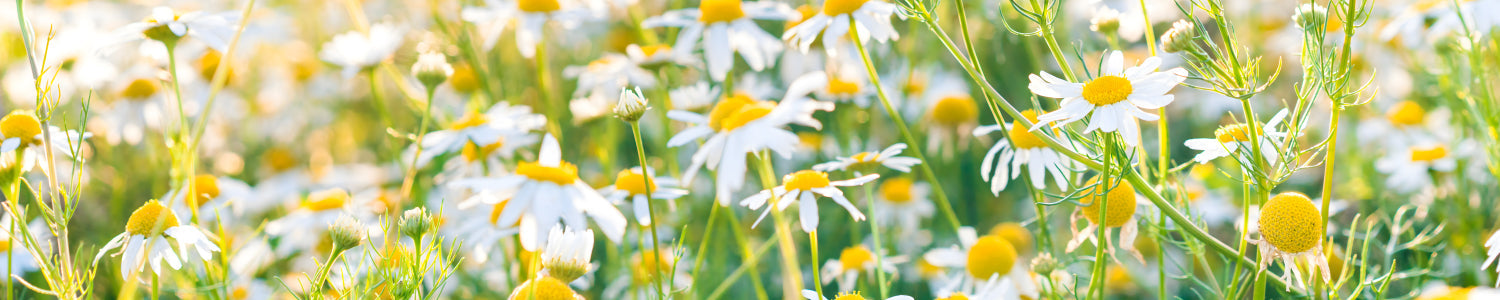 Küchenrückwand Kamillenwiese