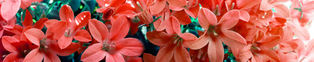 Spritzschutz Küche